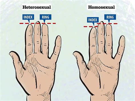 lesbian fingerings|Length of ring and index fingers 'linked to sexuality' .